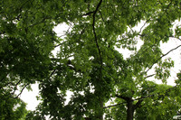 Marrone 0'002 © FSP 2011